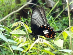 Papilio polytes