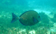 Prionurus maculatus