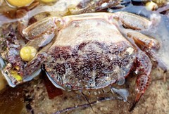 Nectocarcinus integrifrons