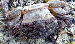 Nectocarcinus integrifrons