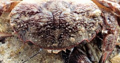 Nectocarcinus integrifrons