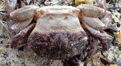 Nectocarcinus integrifrons
