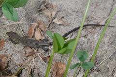 Takydromus tachydromoides