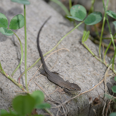 Takydromus tachydromoides