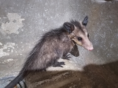 Didelphis virginiana