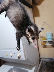 Didelphis virginiana