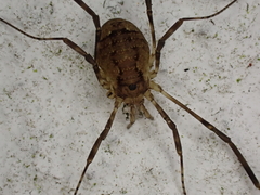 Oligolophus hanseni