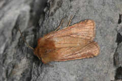 Eriopygodes imbecilla