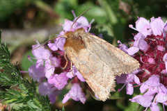 Eriopygodes imbecilla