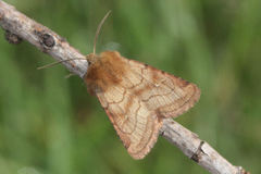 Eriopygodes imbecilla