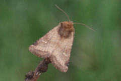 Eriopygodes imbecilla