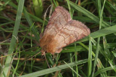 Eriopygodes imbecilla