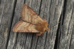 Eriopygodes imbecilla