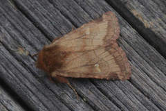 Eriopygodes imbecilla