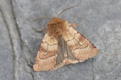 Eriopygodes imbecilla