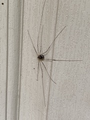 Leptobunus parvulus