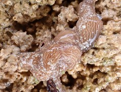 Baseodiscus delineatus