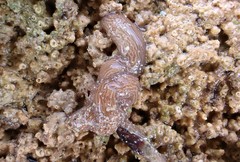 Baseodiscus delineatus