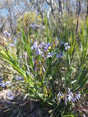 Hemerocallidoideae