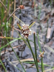 Cyperus gymnocaulos