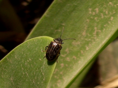 Microtheca