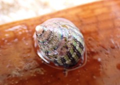 Phasianotrochus irisodontes