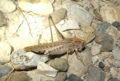 Platycleis affinis