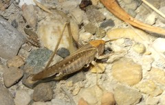 Platycleis affinis