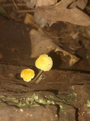 Mycena oregonensis