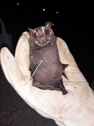 Great Fruit-eating Bat