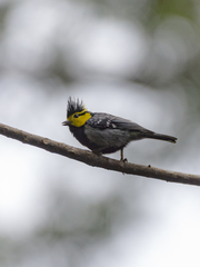 Machlolophus spilonotus