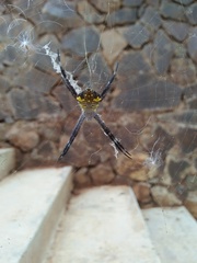 Argiope modesta