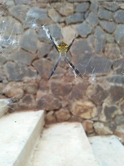 Argiope modesta