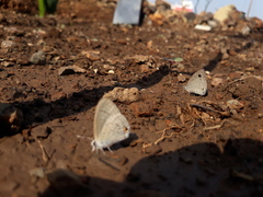 Ypthima asterope mahratta