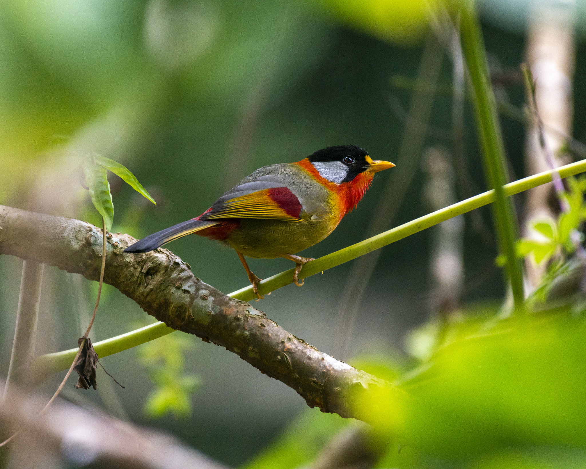 Silver-eared Mesia