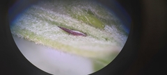 Haplothrips