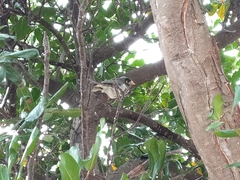 Manorina melanocephala