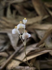 Burmannia nepalensis