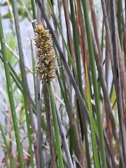 Carex tereticaulis