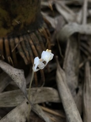 Burmannia nepalensis