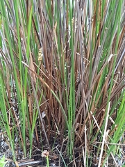 Carex tereticaulis