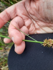 Carex tereticaulis