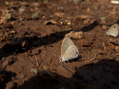 Catochrysops strabo strabo