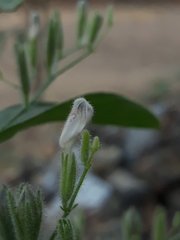 Andrographis echioides