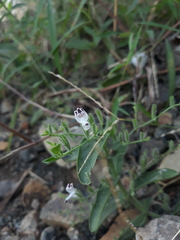 Andrographis echioides