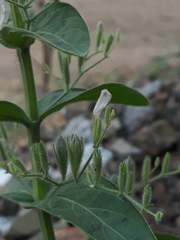 Andrographis echioides
