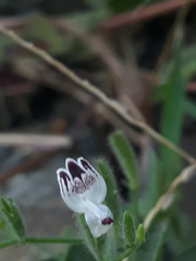 Andrographis echioides
