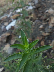 Andrographis echioides