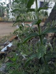 Andrographis echioides