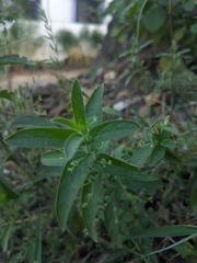 Andrographis echioides